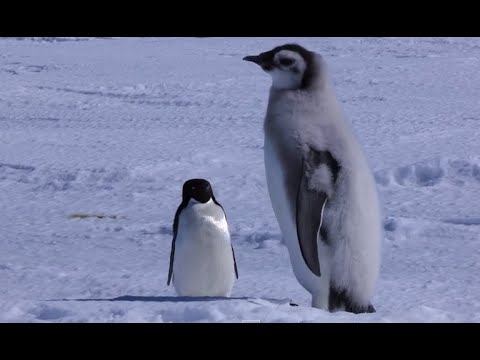 Adelie Penguin Slaps Giant Emperor Chick
