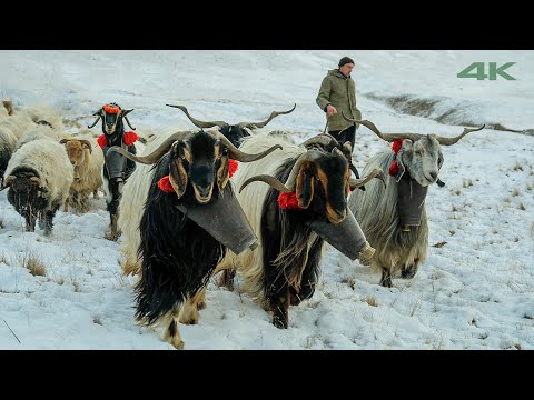 Beyazdan Yeşile Yolculuk Belgesel Film