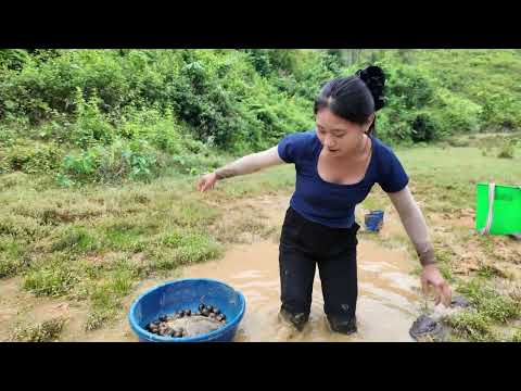 Harvesting Wild Quails & Go to Market Sell Sustainable