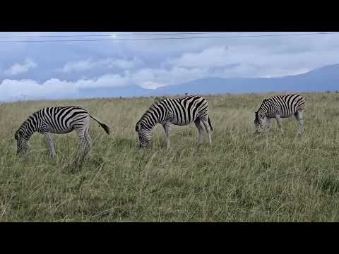 Zebras