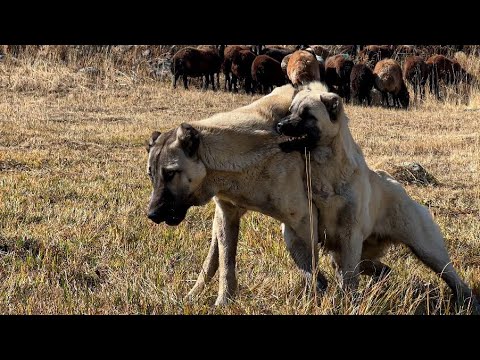 KÜÇÜK KÖPEK BELALI ÇIKTI - YILDIRIM YANİ BAŞIMIZDA DÜŞTÜ -