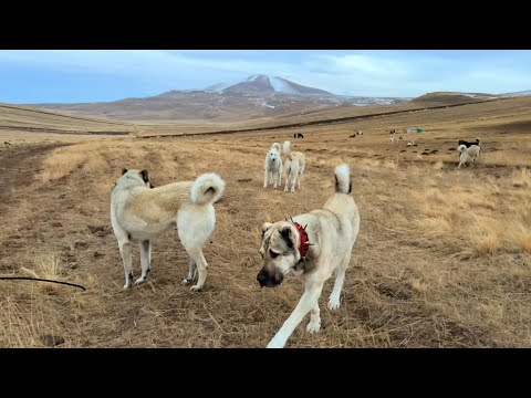 SARSILMAZ İLE BOZO SÜRÜ KÖPEKLERİ ARASINDA KALDI HIRÇO