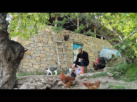 Bu Kedinin Çekirdek Aşkını Görmeniz Lazım Dağ Köyünde