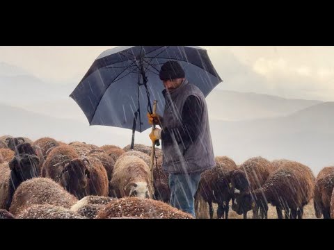 KURT AKŞAMÜSTÜ KOYUNA GELİYOR ŞİDDETLİ DOLU YAĞIŞI