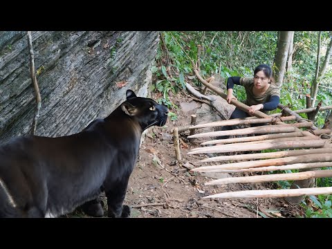 ferocious black panther, black panther trapping skills,
