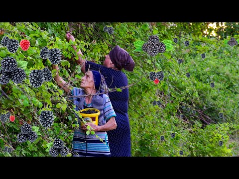 Picking Wild Blackberries and Making Blackberry Jam and