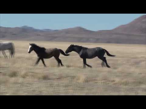 Mustangs