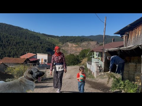 YÜKSEK DAĞLARDA KÖY YAŞAMI KOYUNLAR KIRKILDI BALYA TAŞIMAA