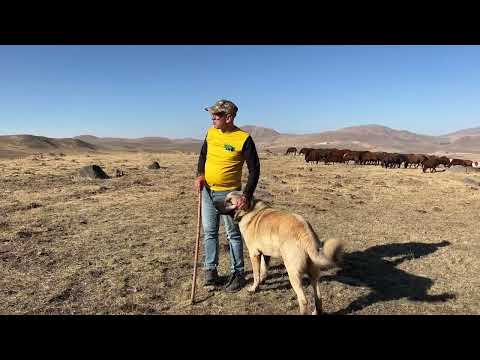 FOTOKAPAN İLE KURT GÖRÜNTÜSÜNÜN TALİHSİZLİĞİ—KÖPEKLERİN
