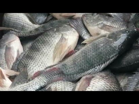 A pescaria de tilapia depois dessa dica vai da bom demais