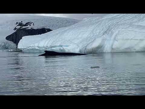 Spectacular Humpback Whale Sounding at Danco Island,