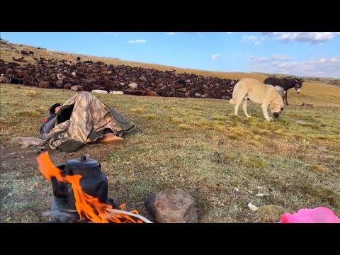 KOYUN ETİNİ KÖPEKLERE DAĞITTIK--SABAHA SİS İLE UYANDIK