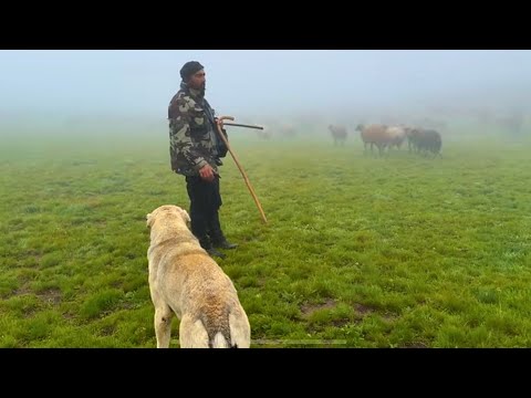 YAYLADA SİS VE YAĞMUR —PEYNİR NASIL KORUNUR