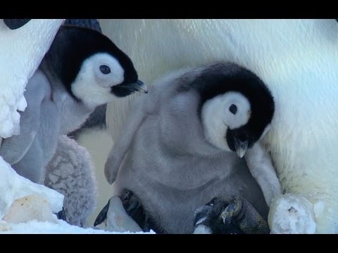 Cute Penguin Snow Chick learns to Stick Up for Himself -