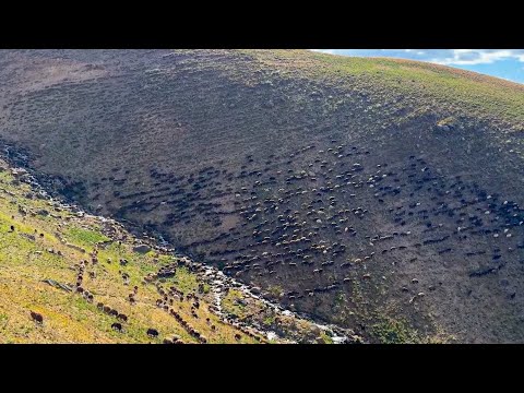 PAŞA İLE GECE MESAİSİ(ikimizde uyuduk) AYI KORKUSU