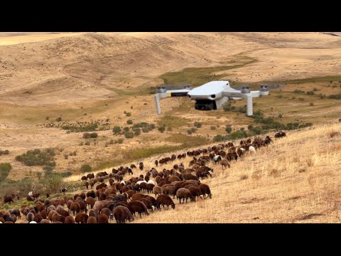 ÇOBAN ARKADAŞIM DRONE—BEŞONUN ETRAFINI SARAN KURTLAR