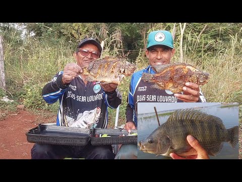Pescaria de tilapias Gigantes Pescamos e Preparamos no
