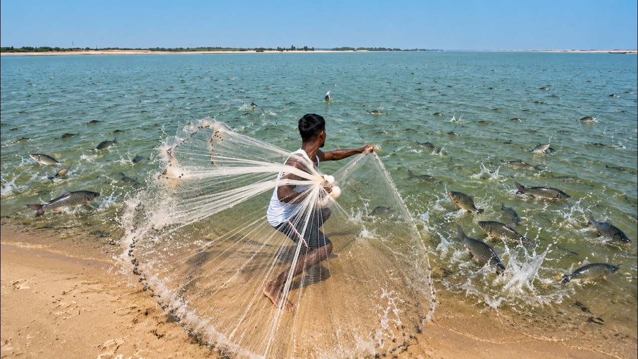 Best Net Fishing Traditional Catching Fish in The River