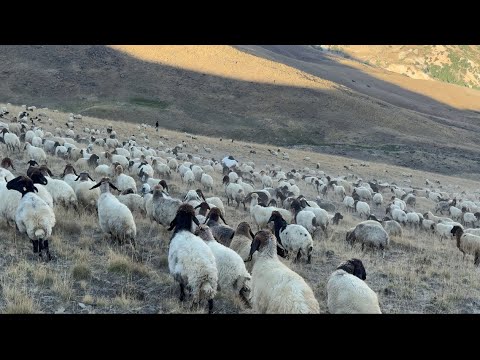 AYILAR KOYUNLARI NASIL YİYOR-KOMŞULARIMIZI ZİYARETE GİTTİM