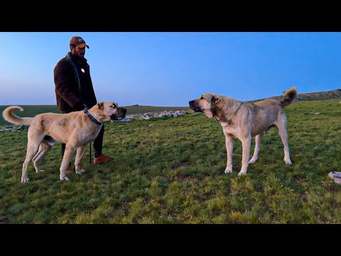 HIRÇONUN KÖPEKLER VE KURTLARA KARŞI TAVRI