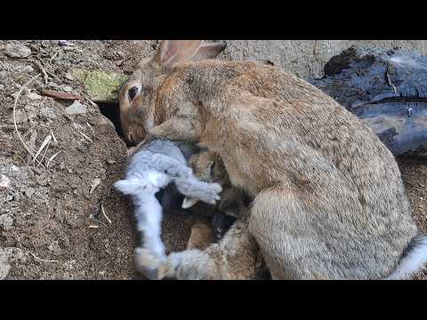 Mother Rabbit Feeding Her 8 Bunnies in a Burrow: Real Life