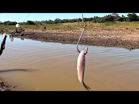 Não dava tempo de tirar o peixe do anzol a outra vara