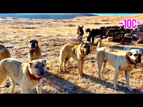 KÖPEKLER KURTLARA NEFES ALDIRMIYOR -10 DERECE SOĞUK