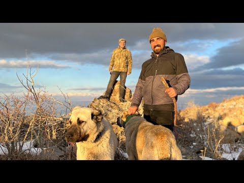 MİSAFİRİMİZ VE KÖPEKLERLE BİRLİKTE AĞRI DAĞINA ÇIKTIK--KOM