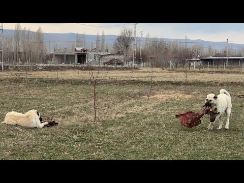 ÖLEN KOÇU KÖPEKLER YİYOR - KUZULAR BÜYÜYOR