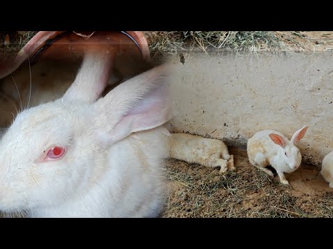 Rabbit | Rabbit care in summer| Rabbit ko Summer meh keise