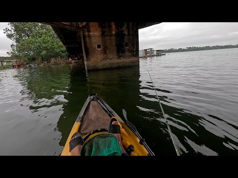 Pescaria de corvinas e barbado no Pilar da Ponte do Rio