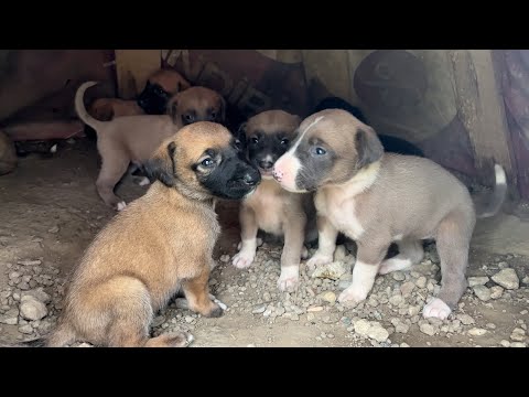 Yavru Köpekler Yoğurt Yemeye Çalışıyor