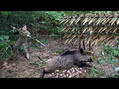 new traces of wild boar, immediately make trap, attack wild