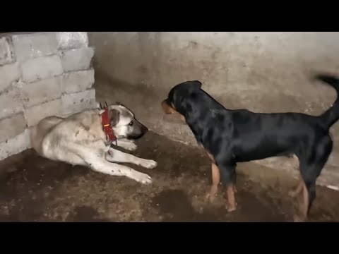 BOZO KAYBOLDU 2 GÜN ONU ARADIK