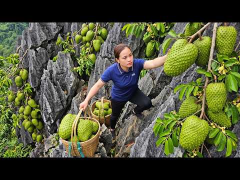 Harvesting Giant Soursops Thousands Of Soursops Ready For