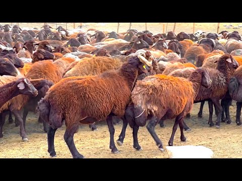 2023 GELENEKSEL KOÇ KATIMINI GERÇEKLEŞTİRDİK - 1300 KOYUN