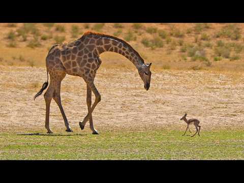Abandoned Baby Buck Thinks This Giraffe is its Mother