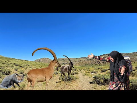 The spring, the wild boars and the amazing fox : Kulthum's