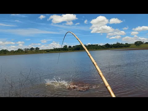Só tilapia gigante nessa Pescaria Raiz teve até tucunare e
