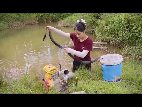 Harvesting Catfish from Deep Mud Lake & Go to Market Sell
