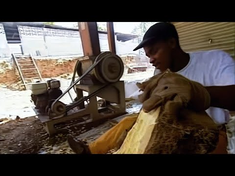Le précieux Bois de Rose en Guyane