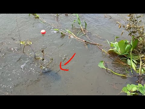 A boia desce e sobe com uma baita traíra no Rio Grande
