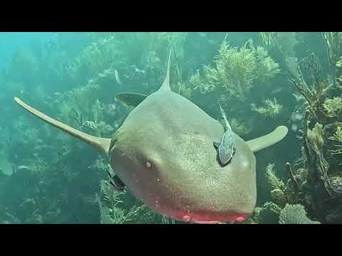 CLIP 143 Curious Nurse Shark - 2/26/26 - 4k