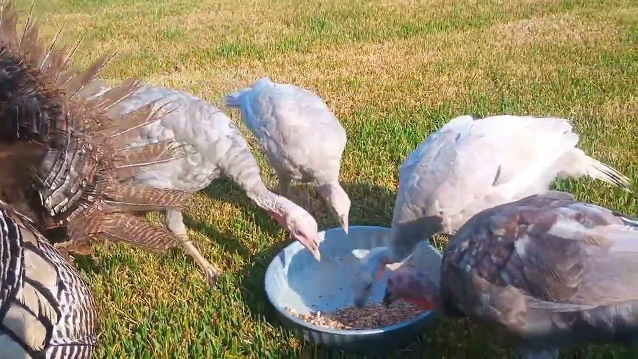 Sunday morning Turkey Happy Hour Tell the others