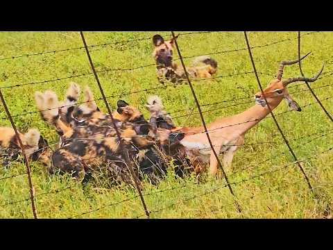 Strangest Tug Of War Between Wild Dogs, Impala and Fence