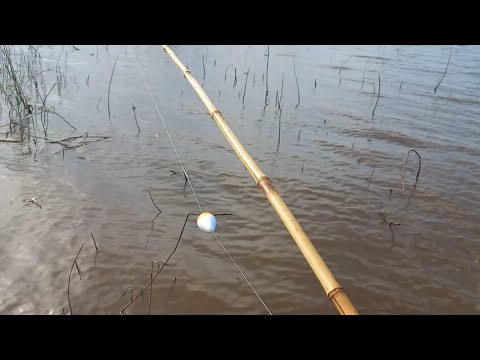 Tem coisas que só filmando para acreditar veja o gigante na