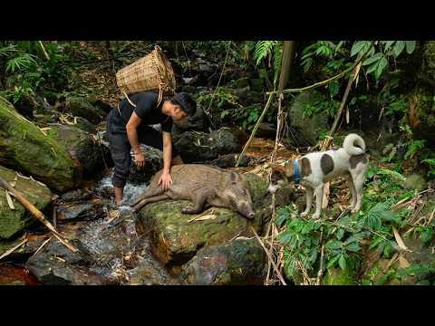 Unlucky Wild Boar by the Cliff Foraging Bamboo Shoots &