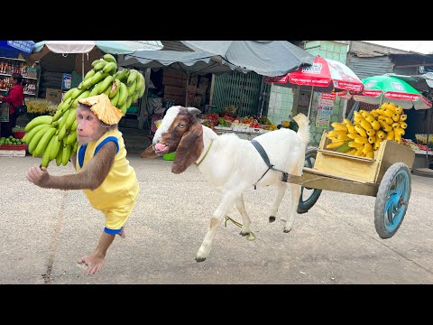 Cutis take Goat harvest go market sell Best Compilation