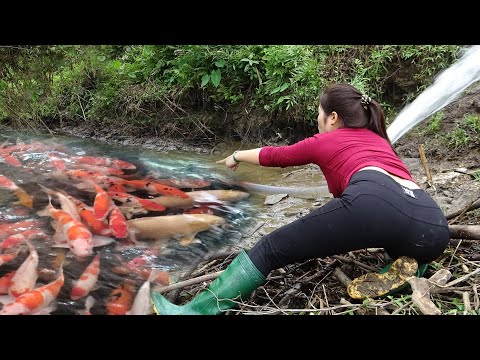 Unique Fishing | Catching a Lot of Fish in Drying Puddles