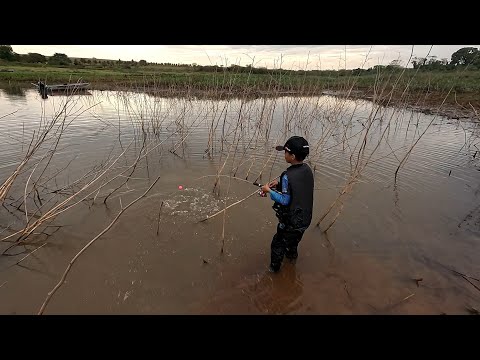 Pai peguei o Pirarucu E eu achando que era mentira até ver